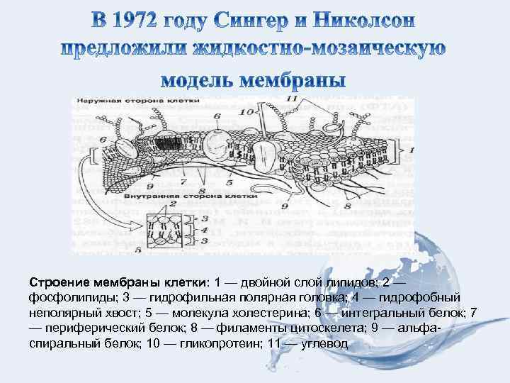 Строение мембраны клетки: 1 — двойной слой липидов; 2 — фосфолипиды; 3 — гидрофильная