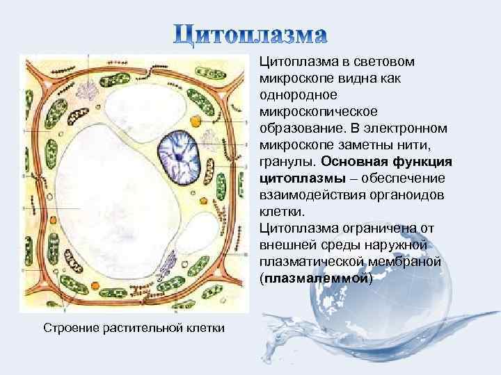 Цитоплазма в световом микроскопе видна как однородное микроскопическое образование. В электронном микроскопе заметны нити,