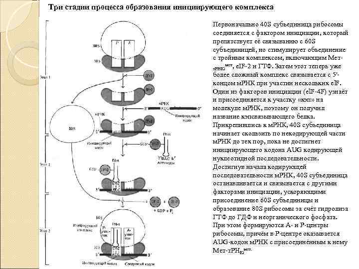 Три стадии процесса образования инициирующего комплекса Первоначально 40 S субъединица рибосомы соединяется с фактором