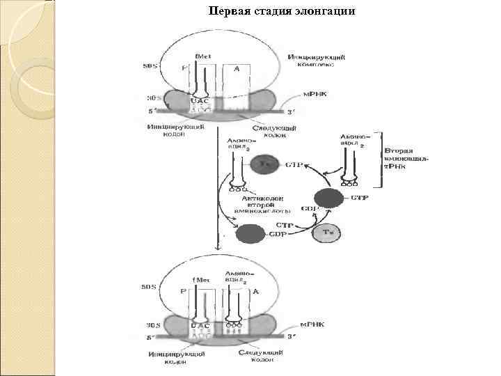 Первая стадия элонгации 