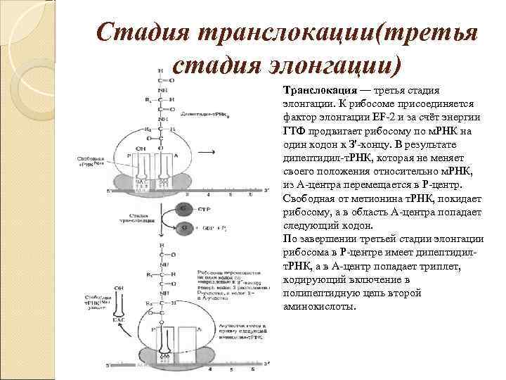 Стадия транслокации(третья стадия элонгации) Транслокация — третья стадия элонгации. К рибосоме присоединяется фактор элонгации