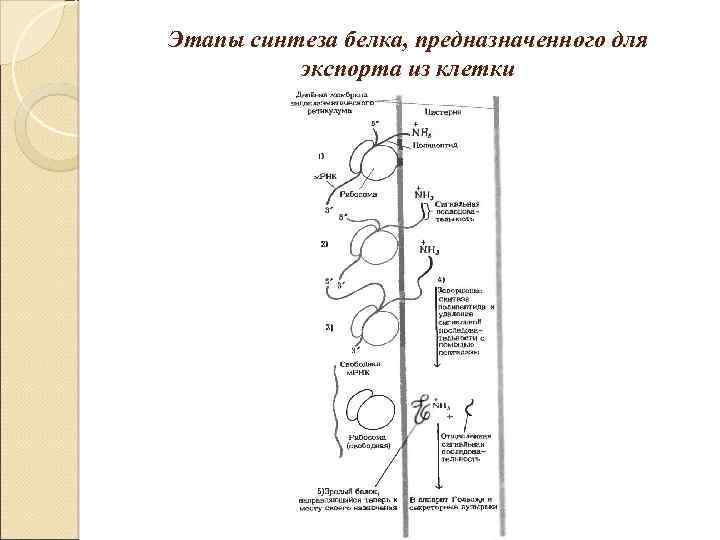 Этапы синтеза белка, предназначенного для экспорта из клетки 