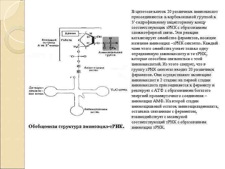 Процесс формирования комплекса трнк с аминокислотой. Активация аминокислот, образование аминоацил-т-РНК. Акцепторный конец ТРНК.