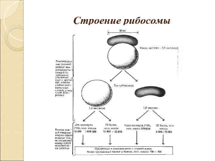 Рибосома процесс впр. Структура рибосомы биохимия. Рибосомы особенности строения и функции таблица.