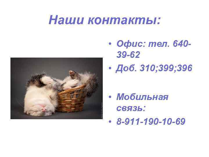 Наши контакты: • Офис: тел. 64039 -62 • Доб. 310; 399; 396 • Мобильная