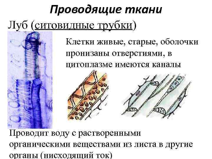 Луб ткань. Ситовидные трубки нисходящий ток. Клетки луба. Ситовидные трубки луба. Лубяные клетки.