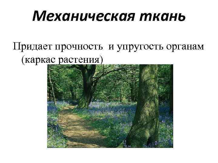 Механическая ткань Придает прочность и упругость органам (каркас растения) 