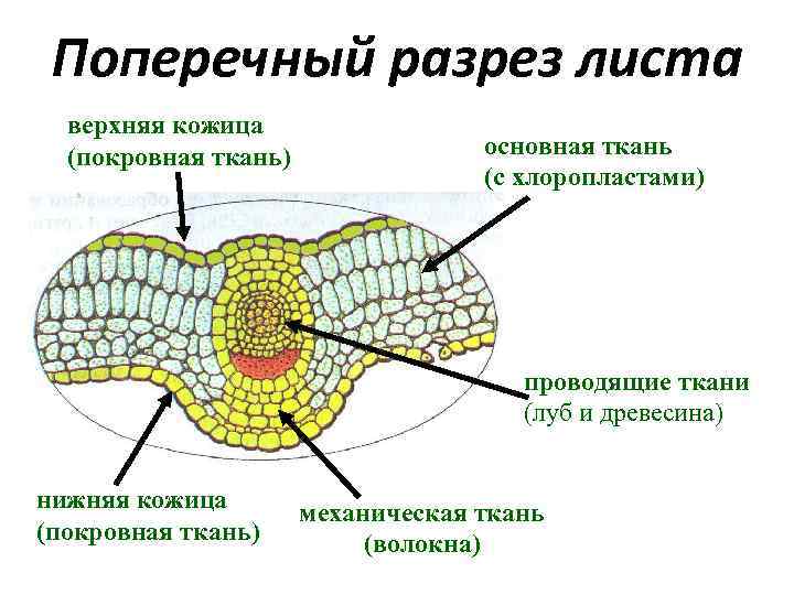 Поперечный разрез листа верхняя кожица (покровная ткань) основная ткань (с хлоропластами) проводящие ткани (луб