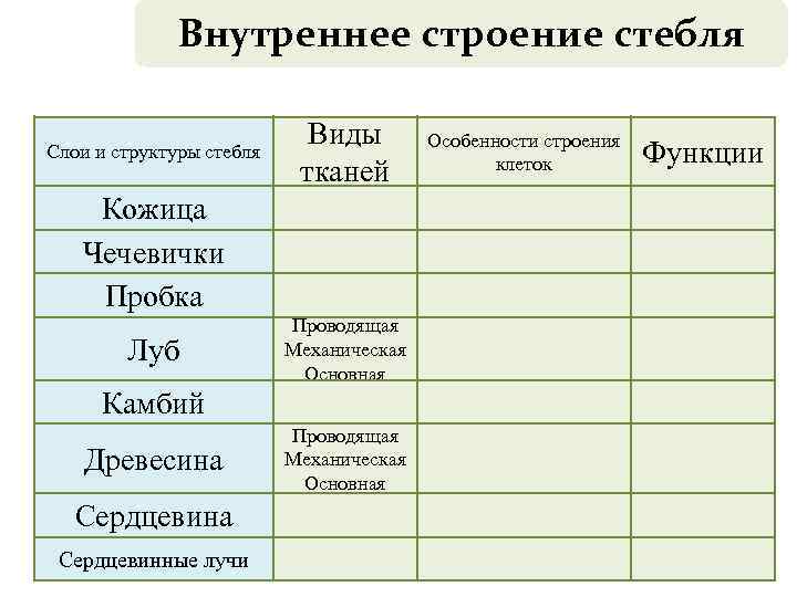 Внутреннее строение стебля Слои и структуры стебля Виды тканей Кожица Чечевички Пробка Луб Проводящая