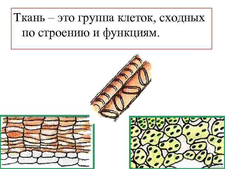 Ткань – это группа клеток, сходных по строению и функциям. 