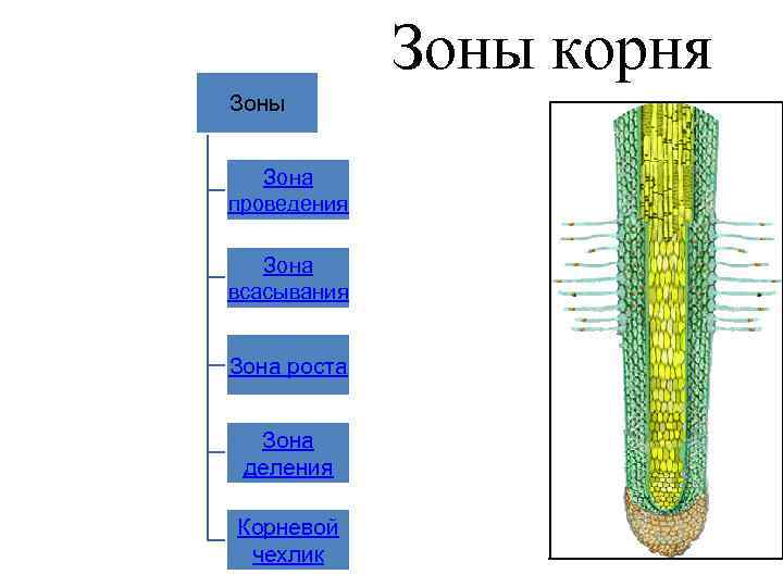 Зоны корня Зоны Зона проведения Зона всасывания Зона роста Зона деления Корневой чехлик 