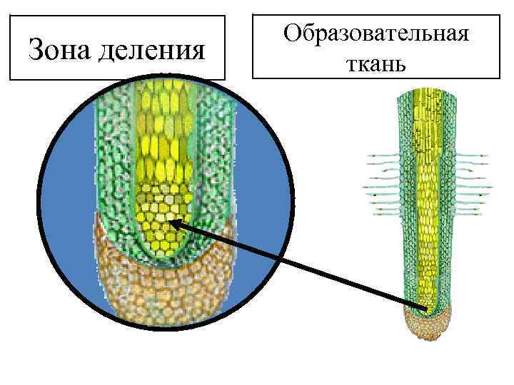 Зона деления Образовательная ткань 