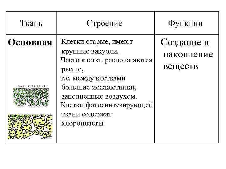 Ткань Строение Функции Основная Клетки старые, имеют крупные вакуоли. Часто клетки располагаются рыхло, т.