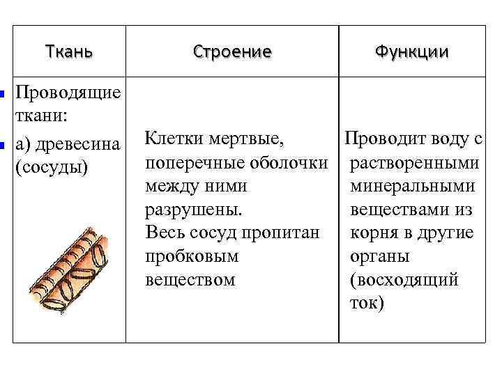 n n Ткань Проводящие ткани: а) древесина (сосуды) Строение Функции Клетки мертвые, Проводит воду