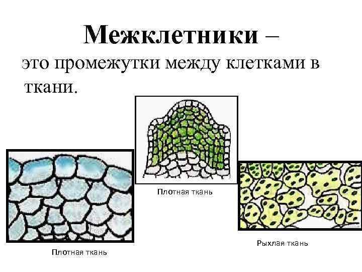 Межклетники – это промежутки между клетками в ткани. Плотная ткань Рыхлая ткань 