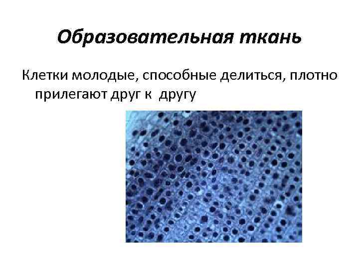 Образовательная ткань Клетки молодые, способные делиться, плотно прилегают друг к другу 