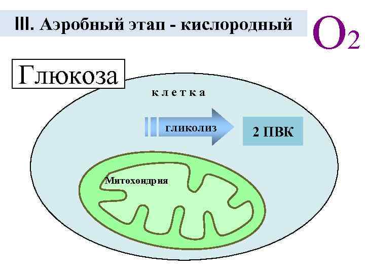 III. Аэробный этап - кислородный Глюкоза к л е т к а гликолиз Митохондрия