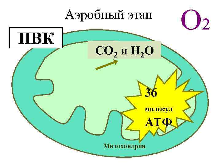 О 2 Аэробный этап ПВК СО 2 и Н 2 О 36 молекул АТФ