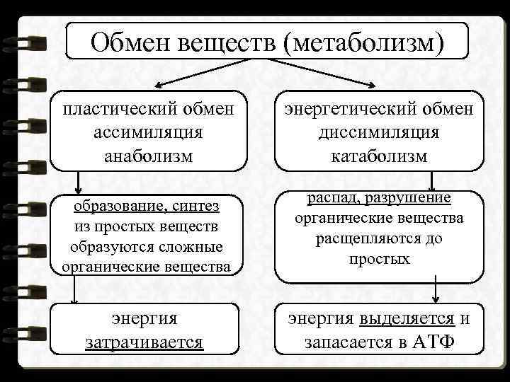 Обмен веществ (метаболизм) пластический обмен ассимиляция анаболизм энергетический обмен диссимиляция катаболизм образование, синтез из