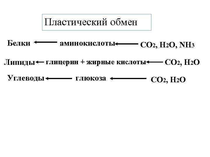 Пластический обмен рисунок