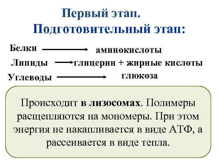  Первый этап. Подготовительный этап: Белки Липиды Углеводы аминокислоты глицерин + жирные кислоты глюкоза