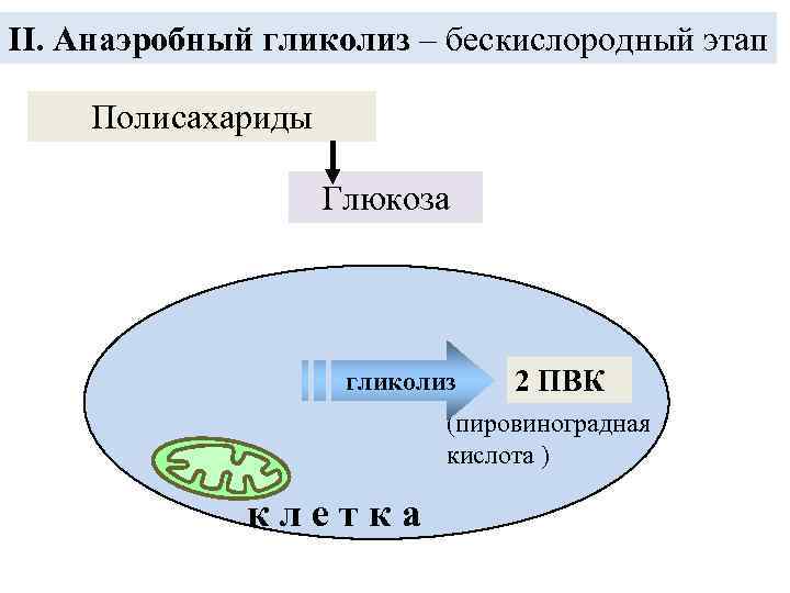 II. Анаэробный гликолиз – бескислородный этап Полисахариды Глюкоза гликолиз 2 ПВК (пировиноградная кислота )