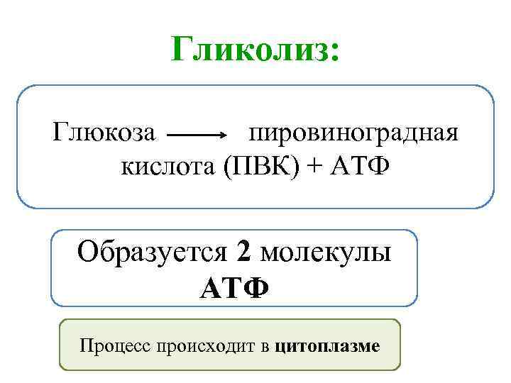 Гликолиз: Глюкоза пировиноградная кислота (ПВК) + АТФ Образуется 2 молекулы АТФ Процесс происходит в