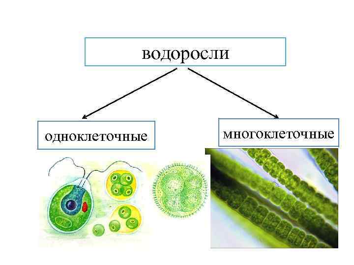 Форма одноклеточных водорослей. Водоросли одноклеточные и многоклеточные. Одноклеточные водоросли и многоклеточные водоросли. Одноклеточные организмы. Одноклеточные и многоклеточные зеленые водоросли.