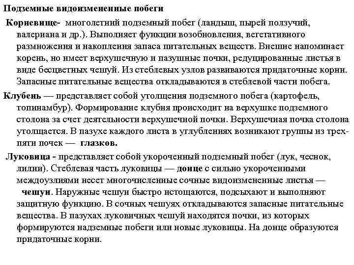 Подземные видоизмененные побеги Корневище- многолетний подземный побег (ландыш, пырей ползучий, валериана и др. ).