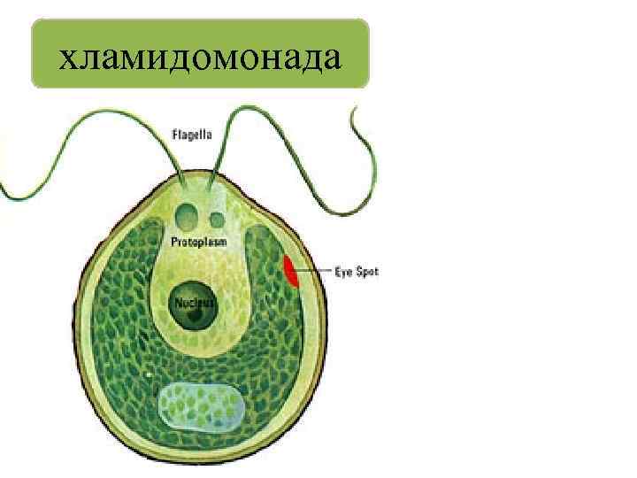 Взрослая особь хламидомонады образуется. Хламидомонады. Хламида Монада. Систематика хламидомонады. Светочувствительный глазок хламидомонады расположен.