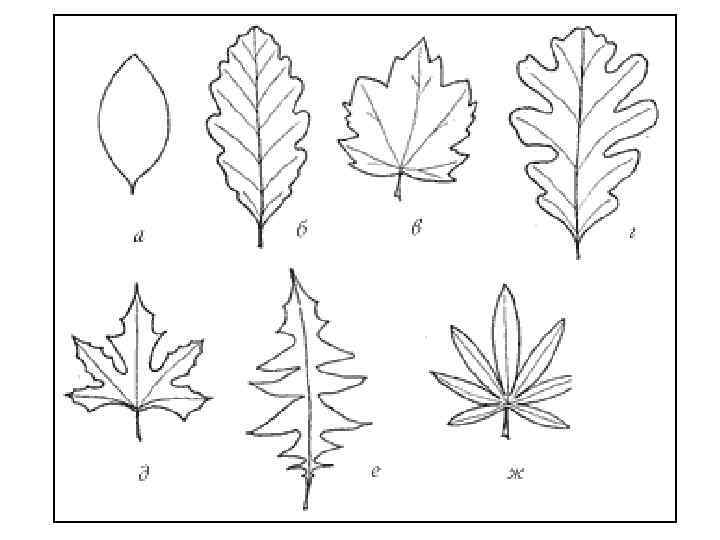 Формы листьев рисунки. Лист клена форма края листа:. Край листовой пластинки у клена. Форма листовой пластинки клена. Форма листьев клена.