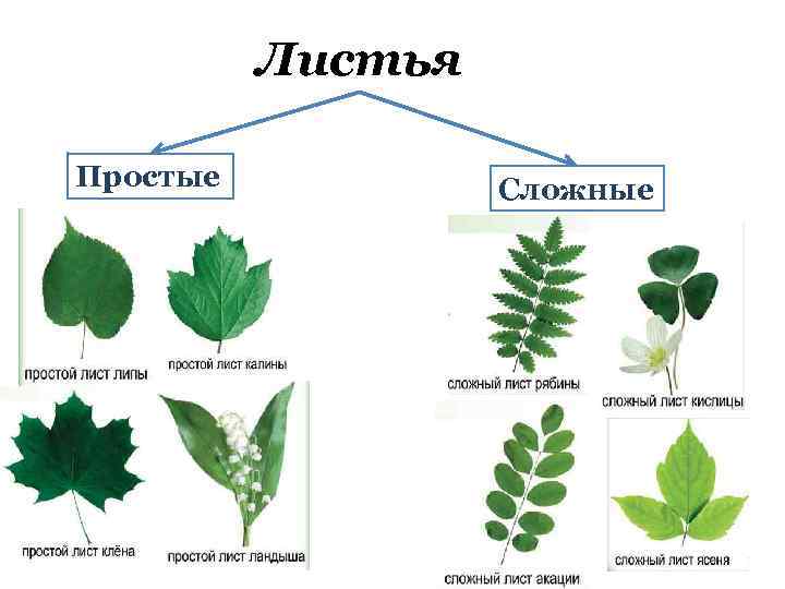 Листья Простые Сложные 