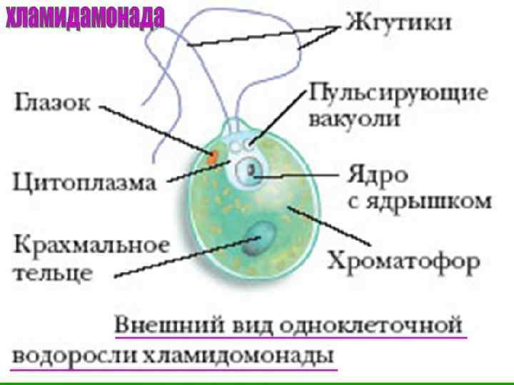 Рисунок одноклеточной водоросли. Рис 108 строение одноклеточной водоросли хламидомонады. Нарисовать строение одноклеточной водоросли хламидомонады. Строение одноклеточной водоросли хламидомонады биология 6 класс. Строение клетки одноклеточные зеленые водоросли.