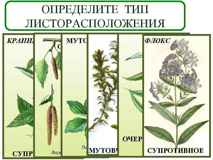 ОПРЕДЕЛИТЕ ТИП ЛИСТОРАСПОЛОЖЕНИЯ КРАПИВА МУТОВЧАТОЕ ОЧЕРЁДНОЕ ФЛОКС ОЧЕРЁДНОЕ СУПРОТИВНОЕ МУТОВЧАТОЕ СУПРОТИВНОЕ 