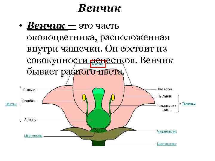 Венчик фото цветок