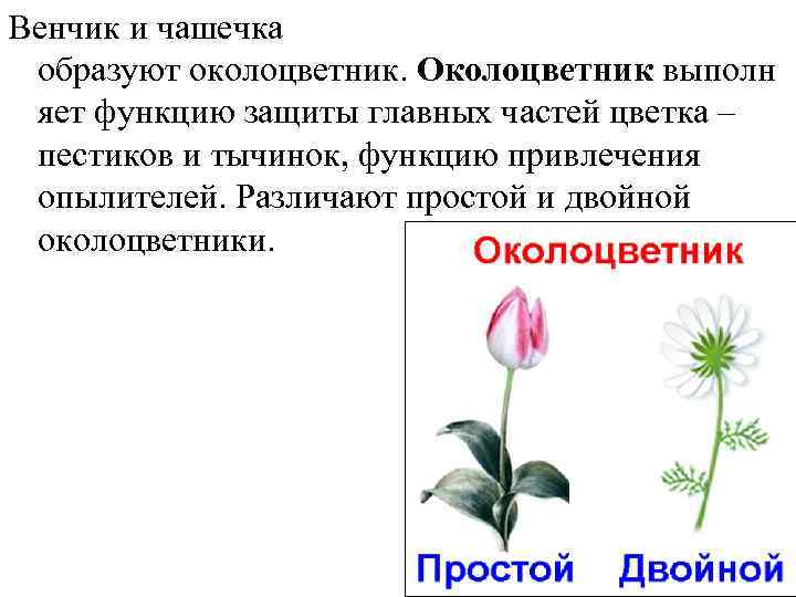 Венчик чашечка околоцветник. Околоцветник образуют чашечка и венчик. Околоцветник образуют. Околоцветник венчик. Чашечка и венчик образуют.