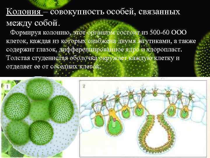 Колония – совокупность особей, связанных между собой. Формируя колонию, этот организм состоит из 500