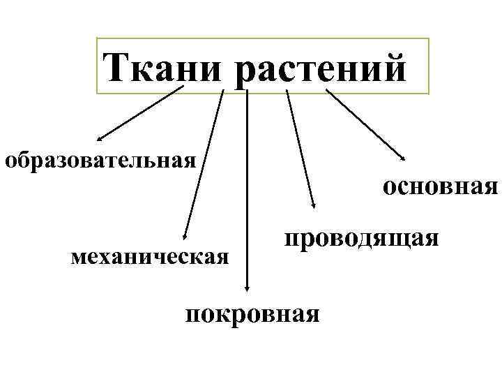 Ткани растений образовательная механическая основная проводящая покровная 