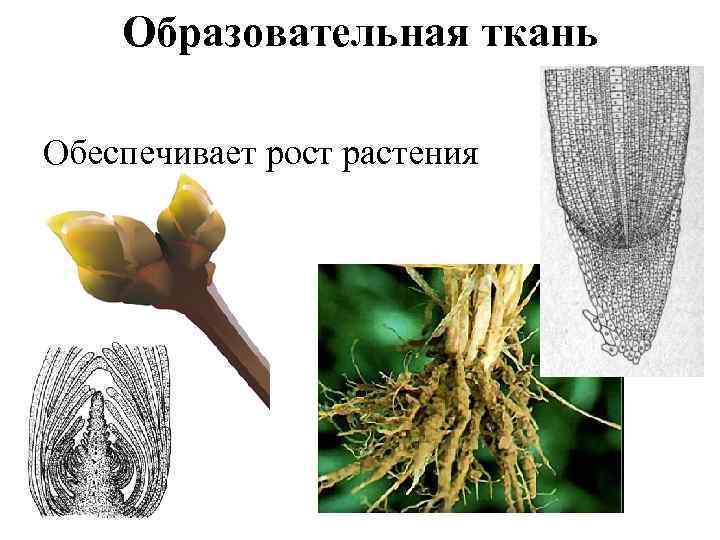 Образовательная ткань Обеспечивает рост растения 