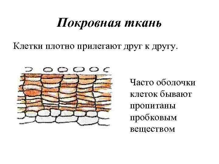 Покровная ткань Клетки плотно прилегают друг к другу. Часто оболочки клеток бывают пропитаны пробковым