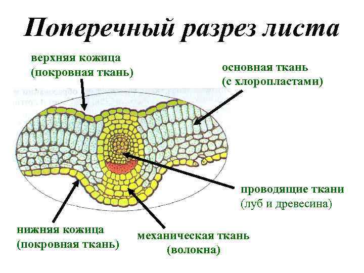 Поперечный разрез листа верхняя кожица (покровная ткань) основная ткань (с хлоропластами) проводящие ткани (луб