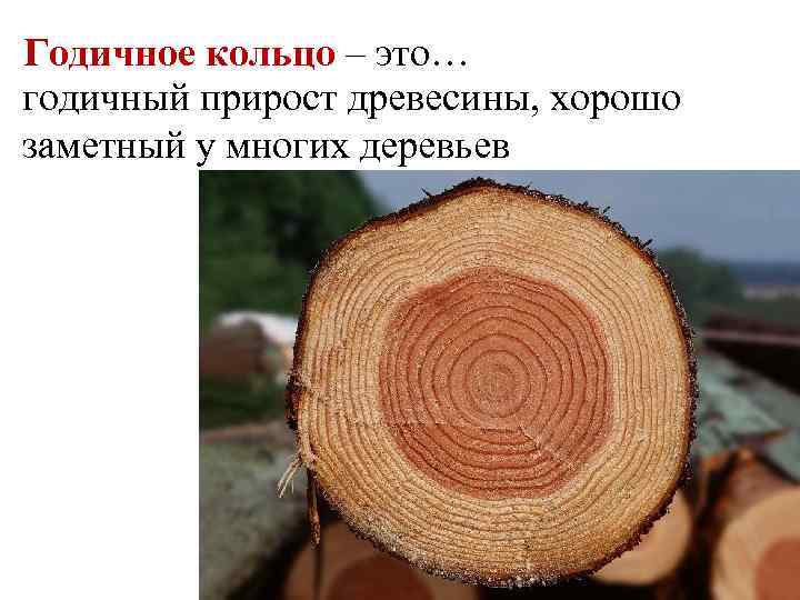 Годичное кольцо – это… годичный прирост древесины, хорошо заметный у многих деревьев 