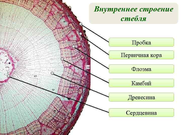 Внутреннее строение стебля Пробка Первичная кора Флоэма Камбий Древесина Сердцевина 