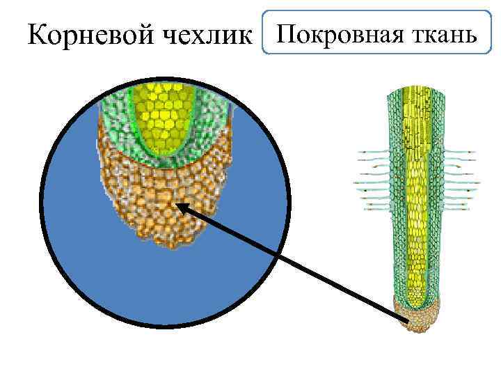 Корневой чехлик Покровная ткань 