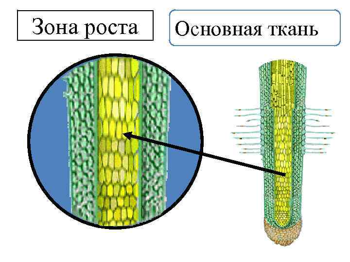 Зона роста Основная ткань 