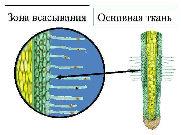 Зона всасывания Основная ткань 