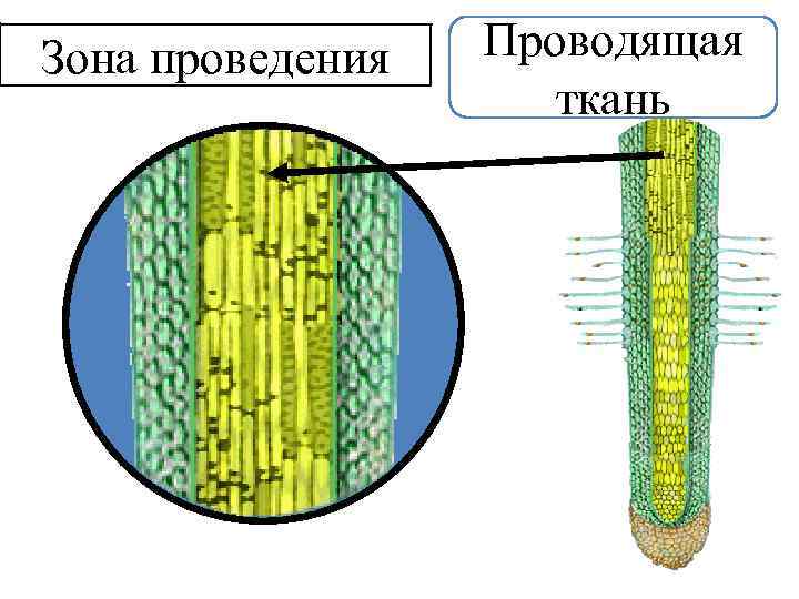 Зона проведения Проводящая ткань 