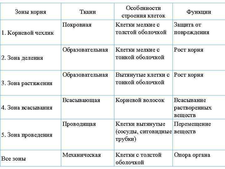 Зоны корня Ткани Покровная 1. Корневой чехлик Особенности строения клеток Клетки мелкие с толстой