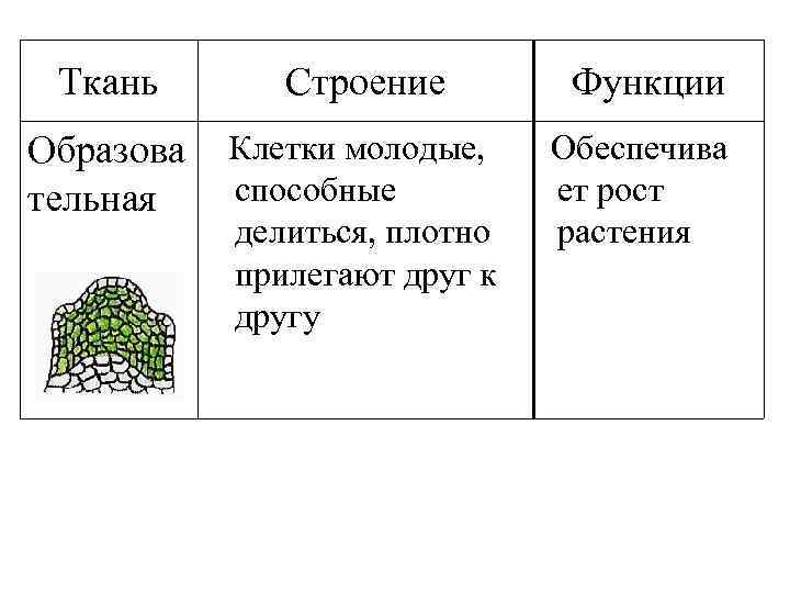 Ткань Образова тельная Строение Клетки молодые, способные делиться, плотно прилегают друг к другу Функции