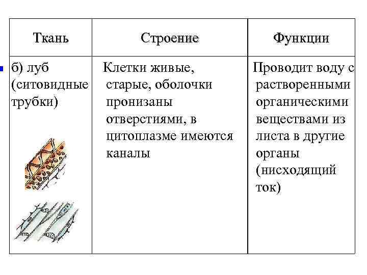 n Ткань Строение Функции б) луб Клетки живые, Проводит воду с (ситовидные старые, оболочки